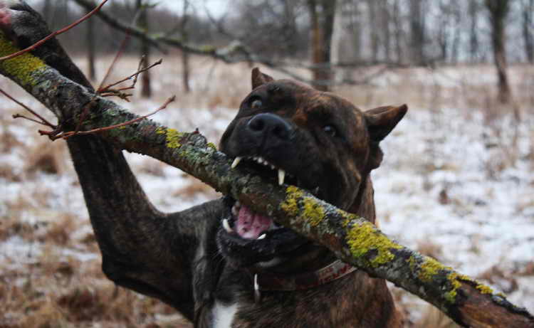 алано эспаньол фото